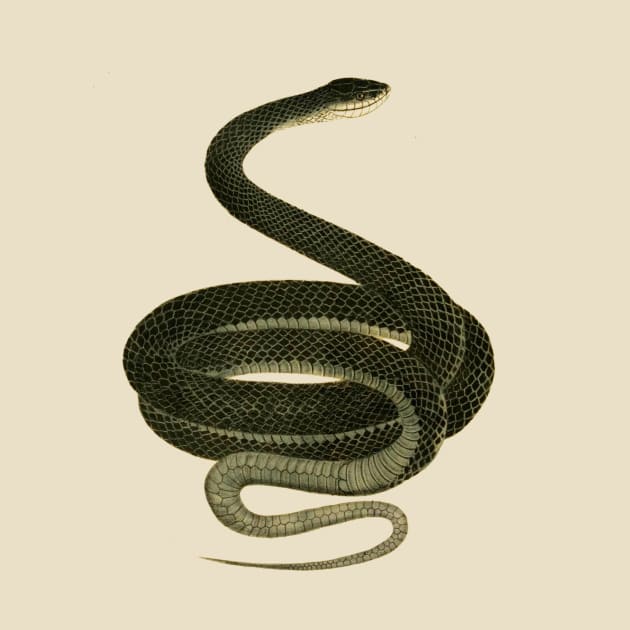 serpent,cobra,reptile,viper,venom,lizard,rattlesnake,king cobra,dragon,hydra,poison,venomous,plumber's snake,pythonidae,pythons,auger,python,squamata,serpentine,worm,big,ophidian,rattlesnakes,medusa,snakebite by vabontchi