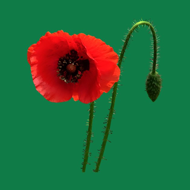 Red Poppy and Bud by SusanSavad