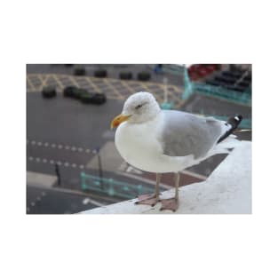 A European Herring Gull T-Shirt