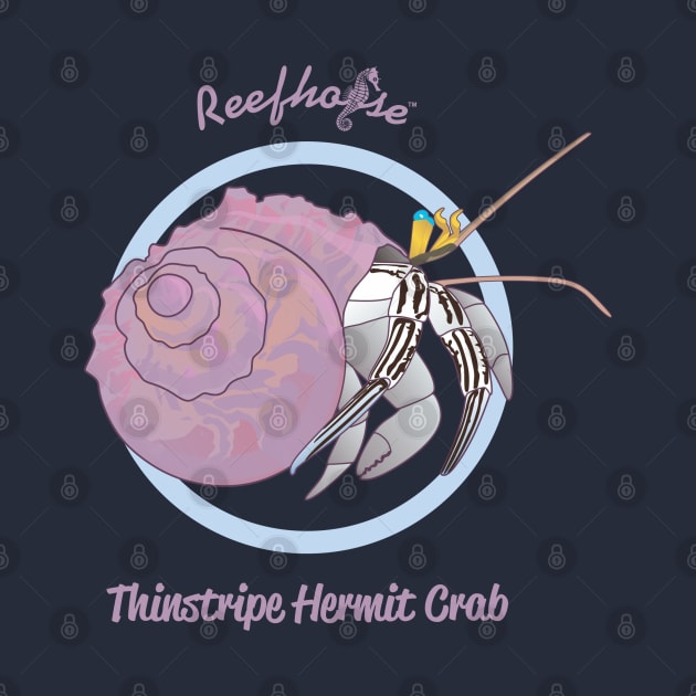 Thinstripe Hermit Crab by Reefhorse