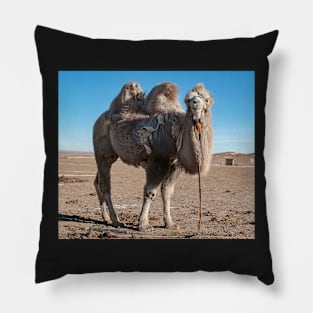 Bactrian Camel2. Pillow