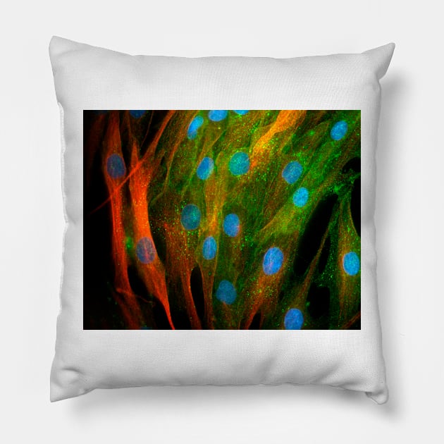 Adipose stem cells, light micrograph (C010/3069) Pillow by SciencePhoto