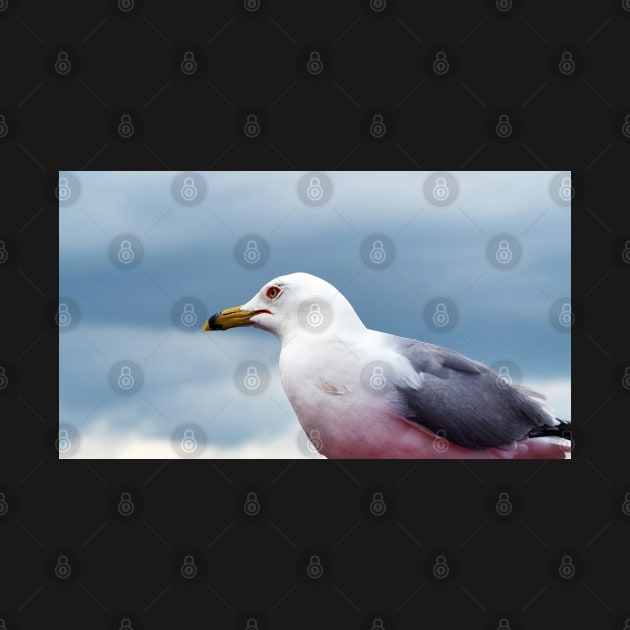 An Up-close Photo Of A Gull by BackyardBirder