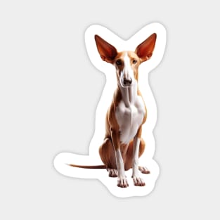 Ibizan Hound Magnet