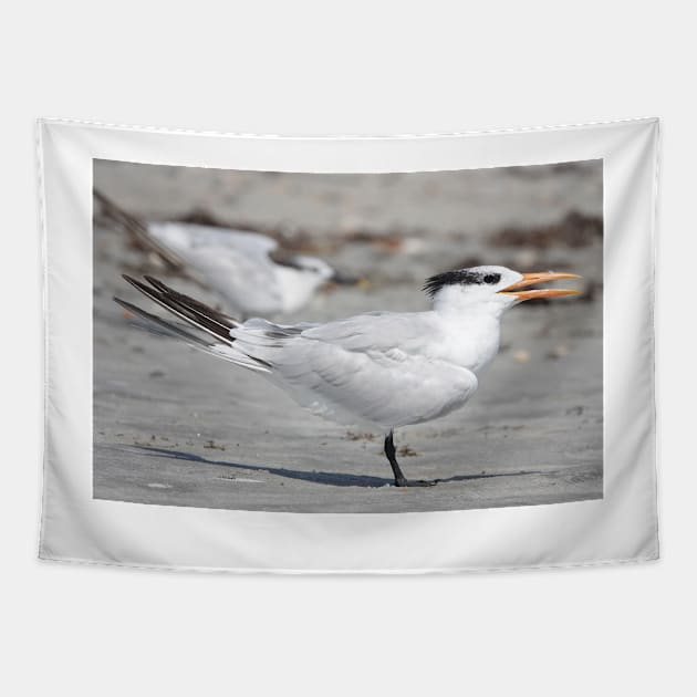 Royal tern Tapestry by SDym Photography