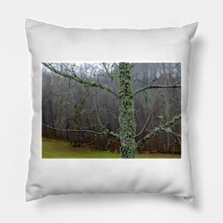 Moss wrapped old tree in autumn Pillow