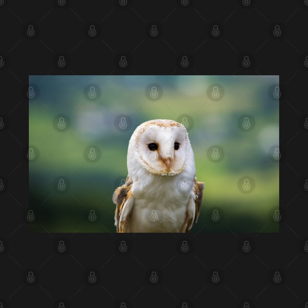 Barn Owl by Russell102