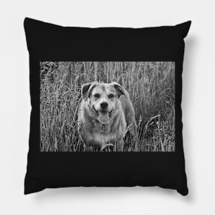 Happy Dog in Field Pillow