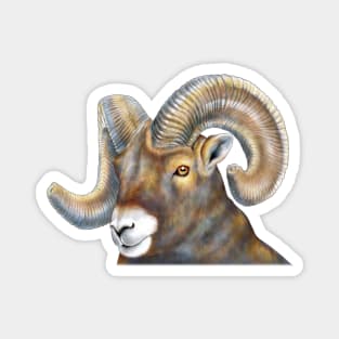 Big Horn Sheep Magnet