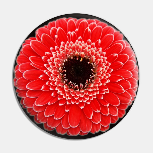 Red Gerbera Pin by FictionalRed