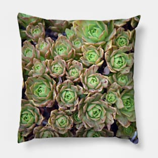 Tiny Succulents! Pillow