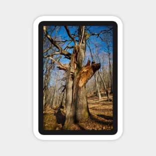 Huge oak tree Magnet