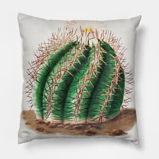 Turk's Head Cactus (Echinocactus Horizonthalonius) from Iconographie descriptive des cactées by Charles Antoine Lemaire (1801–1871). Pillow