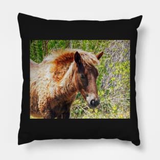 Portrait of an Assateague Pony Foal Pillow