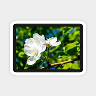 Crabapple blossoms Magnet