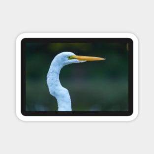 Great Egret Magnet