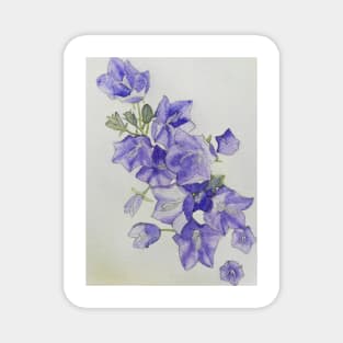 Harebells (campanula) watercolour painting Magnet