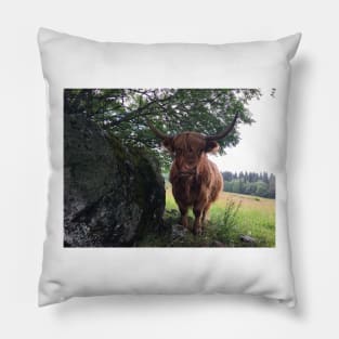 Scottish Highland Cattle Cow 2435 Pillow