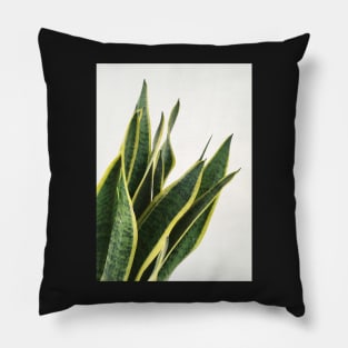 Sansevieria Pillow