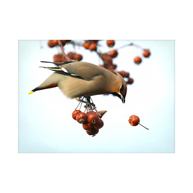 Bohemian Waxwing by kawaii_shop