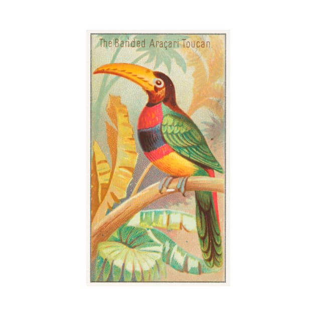 The Banded Aracari Toucan by WAITE-SMITH VINTAGE ART