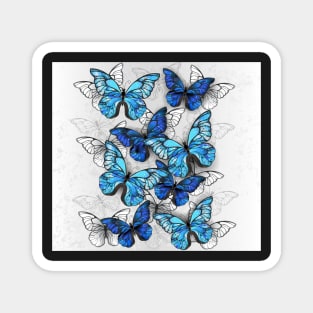 Composition of White and Blue Butterflies Magnet