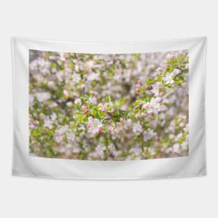 Pastel Pink Springtime Orchard Apple Blossoms in Naramata Tapestry