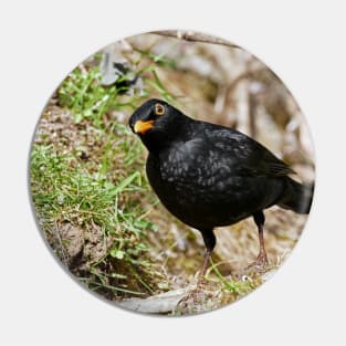 r699/  an Attentive Blackbird - Merle Attentif ! " Les Oiseaux du jardin " simply life " to Okaio Créations - Olavia-Olao Pin
