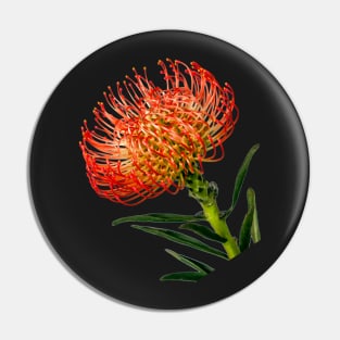 Bright Red Pincushion Protea Pin