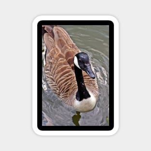 Canada Goose Up Close Magnet