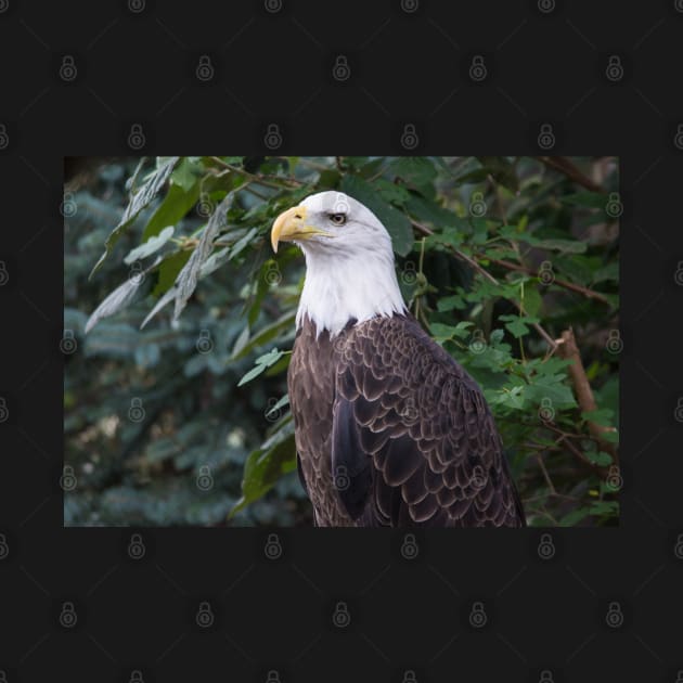 American Bald Eagle by Imagery