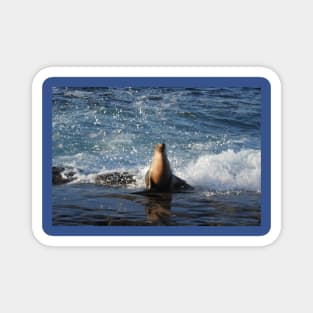 California Sea Lion, Marine Life, Wildlife, Nature Magnet