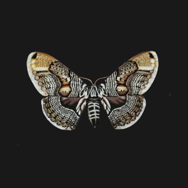 Brahmin moth by Rachellily