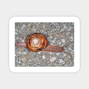 Pacific sideband snail (Monadenia fidelis) Magnet