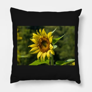 Sunny Day Sunflower Pillow