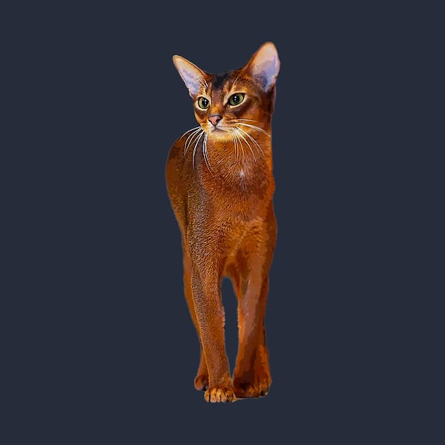 Abyssinian Cat Kitten by Elarex