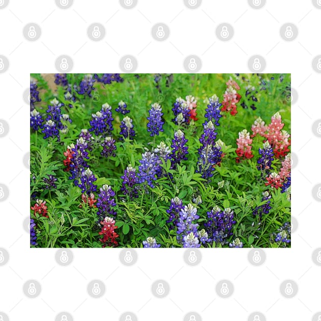 Field of Multicolored Bluebonnets by elisewied