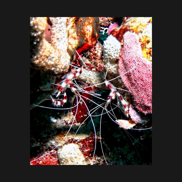 Banded Cleaner Shrimp on the Coral Reef by Scubagirlamy