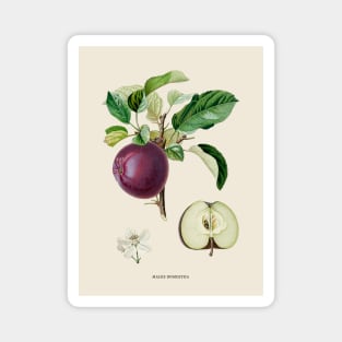 Apple Antique Botanical Illustration Magnet