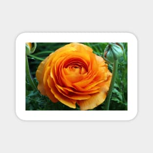 Orange flower Magnet