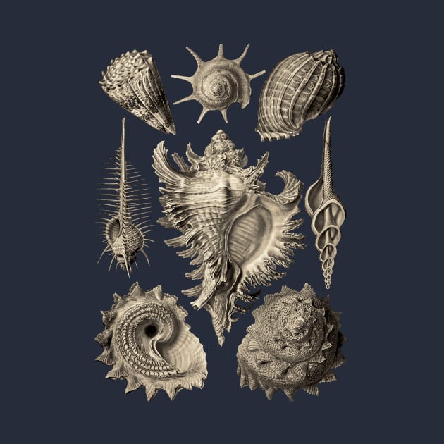 Ernst Haeckel Prosobranchia Sea Shells by Scientistudio