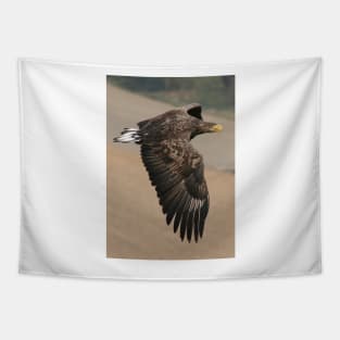 White tailed Eagle Tapestry