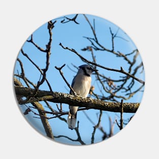 A Blue Jay Perched On a Tree Branch Pin