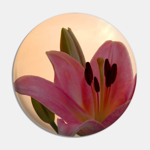 Lily on Orange, studio Pink  Flower close up Pin by JonDelorme