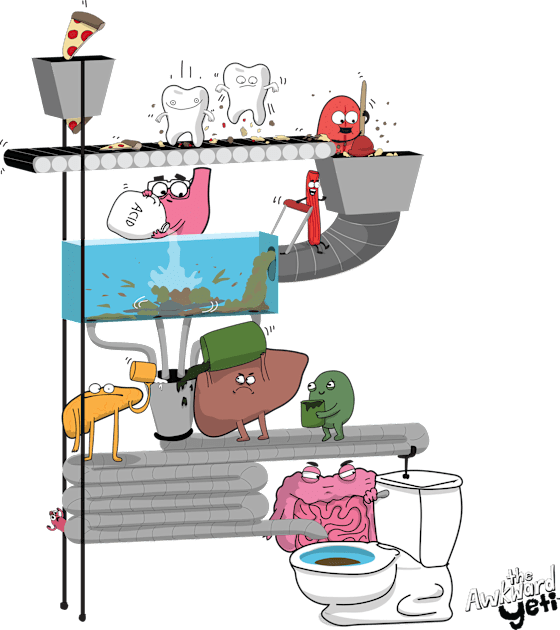 Digestive System Kids T-Shirt by the Awkward Yeti