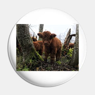 Scottish Highland Cattle Calf 1579 Pin