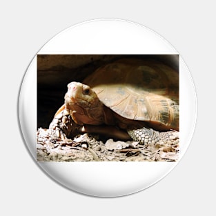 Elongated Tortoise Pin