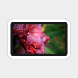 Water Droplets on Pink Gladiolus Petals Magnet