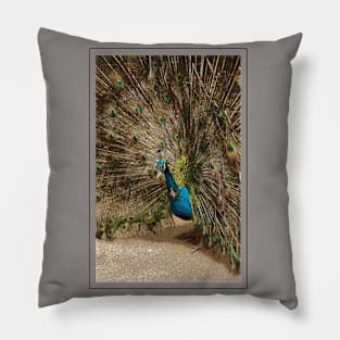 Peacock Pillow