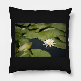 Beautiful white waterlily in the Danube Delta, Romania, on summer day Pillow